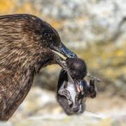 13_Brauner-Skua_A1_4804