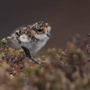 14_Falkland-Regenpfeifer_A1_1284
