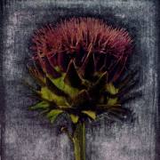 Artischocke pola web