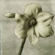 pola-665-006-web
