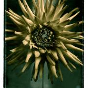pola-665-057a-web