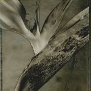 pola 665 096 web
