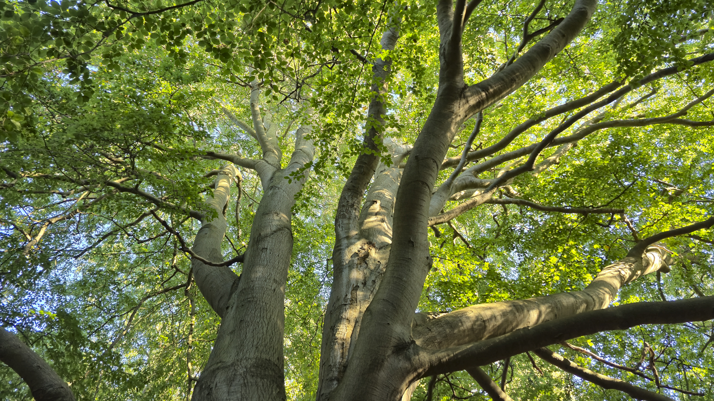 Natur im Nordosten Deutschlands – Vortrag über eine Reise