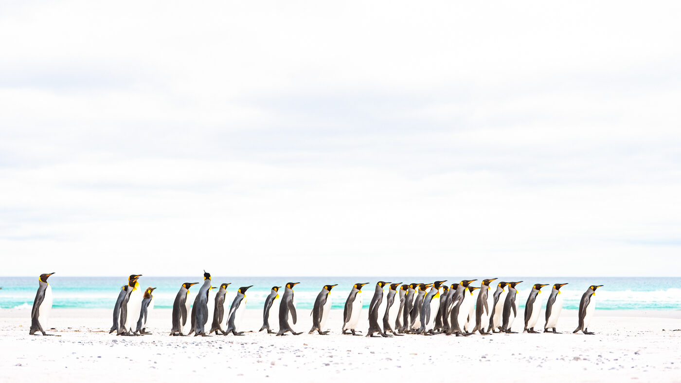 Vortrag: Ein Tag im Leben eines Pinguins…